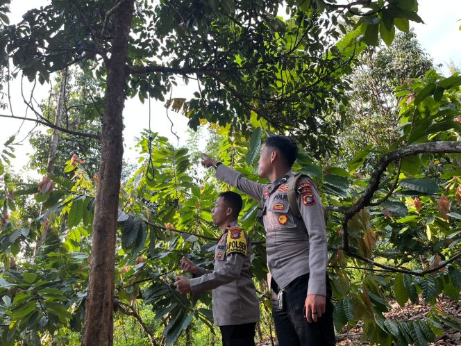 
					Warga Lilli Digegerkan Penemuan Mayat Pria Tergantung di Atas Pohon