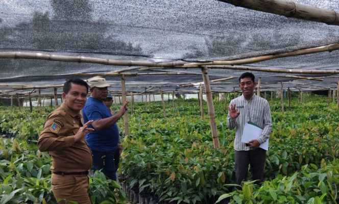 
					Disbun Sulbar Lakukan Monitoring dan Pengawasan Pembibitan Kakao di Pasangkayu untuk Menjamin Mutu Benih
